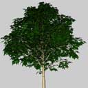 Tree 3D Model Preview #ea9da047