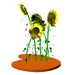 3D Sunflower preview
