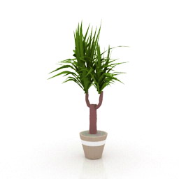 3D Yucca preview