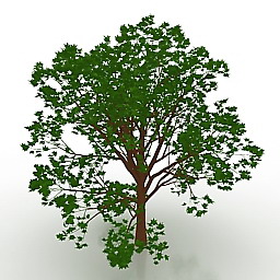red maple 3D Model Preview #fab8ea0a