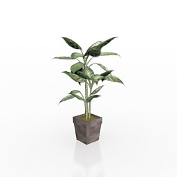 Download 3D Ficus
