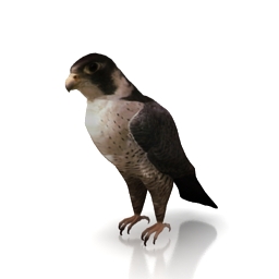 3D Falcon preview