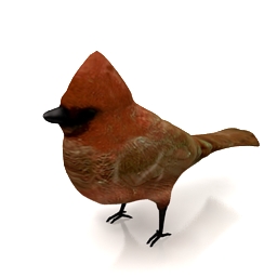 3D Bird preview
