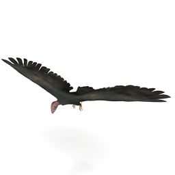 3D Condor preview