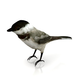 Download 3D Bird