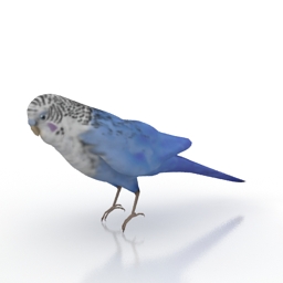 Download 3D Parakeet
