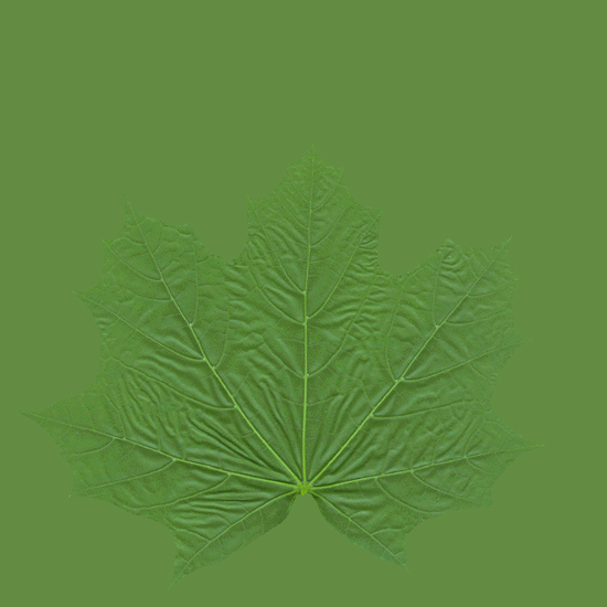 Leaf