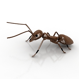 Download 3D Ant