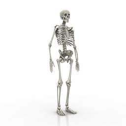 Download 3D Skeleton