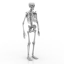 Download 3D Skeleton