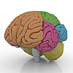 3D Brain preview