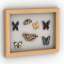 3D "Pictures butterfly" - Interior Collection