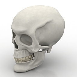 Download 3D Skull