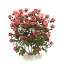 3D "Rosebushes rose 02" - Collection