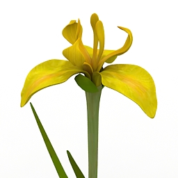 flower yellow iris 3D Model Preview #e4e9c939