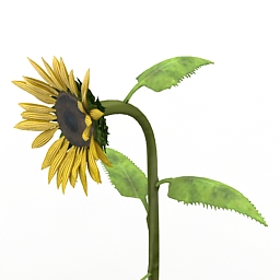 Download 3D Sunflower
