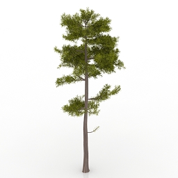 Download 3D Pine-tree