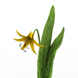 flower trout lily 3D Model Preview #fca186e9