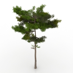 3D Pine-tree preview