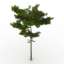 3D Pine-tree