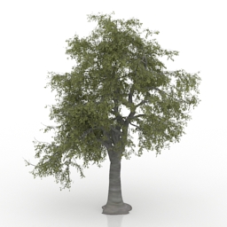 Download 3D Ash tree