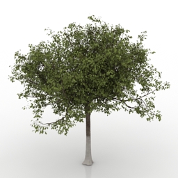 apple-tree 3 3D Model Preview #a6345e60