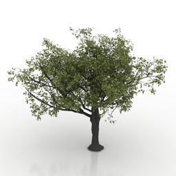 Download 3D Apple-tree