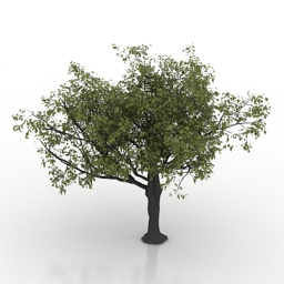 Tree 3d Model Free Download