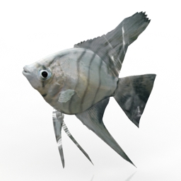 3D Fish preview