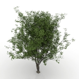 3d Model Cherry Tree Category Trees 02 Cherry Collection