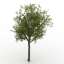 3D "Trees Rowan" - Trees Collection