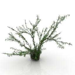 bush caragana 3D Model Preview #afc4ed41