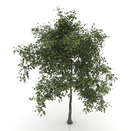 tree 1 3D Model Preview #cced8703