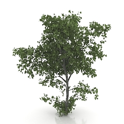 linden tree 3D Model Preview #a83cdf87