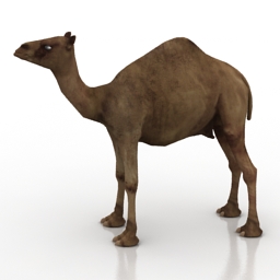 Download 3D Camel