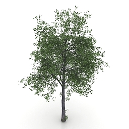 3d Model Tree Category Trees Linden Tree Collection