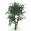 3D "TREES Linden tree" - Collection