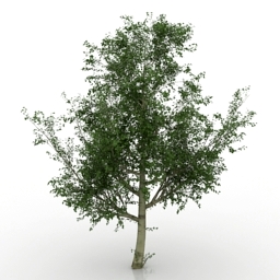 3d Model Tree Category Trees Poplar Collection