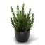 3D "Plant rosemary" - Collection