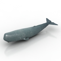 Download 3D Sperm whale
