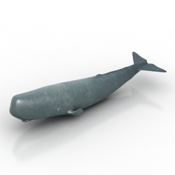 Sperm whale 3D Model Preview #7024f949