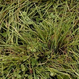 Grass