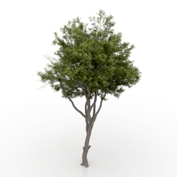 Tree N090818 3d Model Gsm 3ds For Exterior 3d