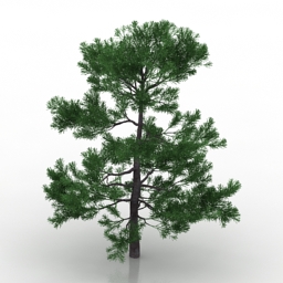 Download 3D Plum pine
