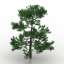 3D Plum pine
