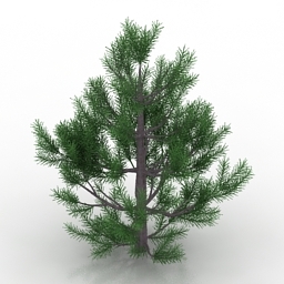 Download 3D Pinus strobus