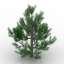 3D Pinus strobus