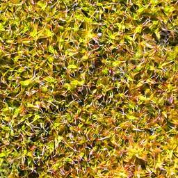 Grass