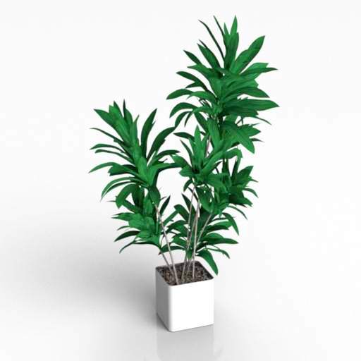 House Plant Palm 3D Model Preview #6f3bb2bd