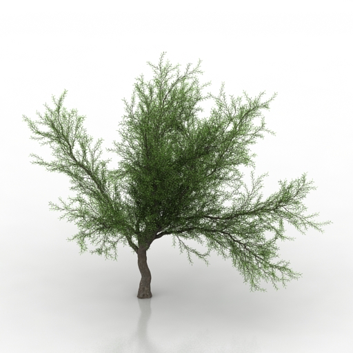 tree mesquite 3D Model Preview #5908bfc1